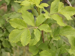 Heteromorpha arborescens abyssinica