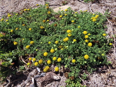 Oncosiphon sabulosus