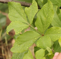 Heteromorpha arborescens abyssinica