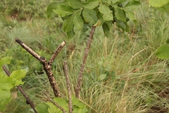 Heteromorpha arborescens abyssinica