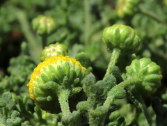 Oncosiphon sabulosus