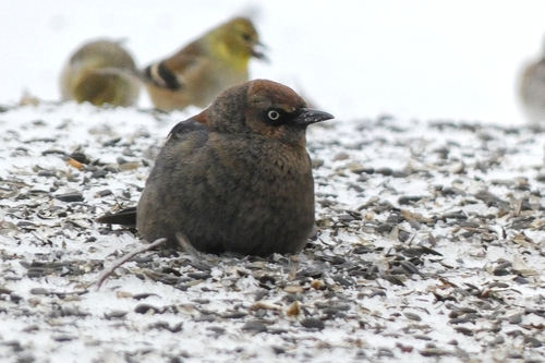 Rusty Blackbird (Euphagus carolinus), photo 7