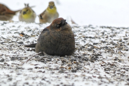 Rusty Blackbird (Euphagus carolinus), photo 8