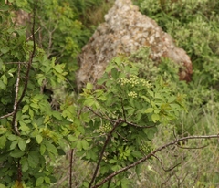 Heteromorpha arborescens abyssinica