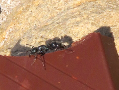 Bothroponera cavernosa