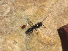 Bothroponera cavernosa