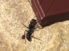 Bothroponera cavernosa