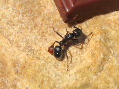 Bothroponera cavernosa