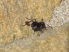 Bothroponera cavernosa