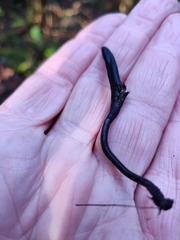 Geoglossum umbratile