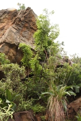 Heteromorpha arborescens abyssinica
