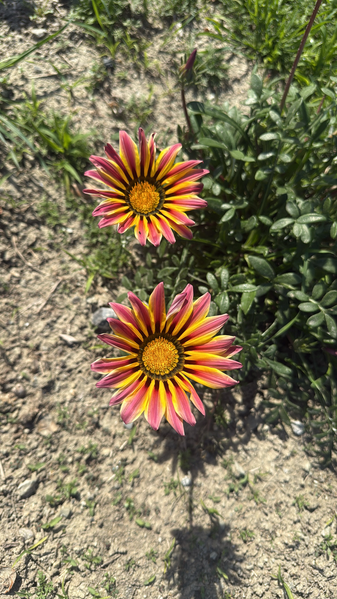 Imagem de Gazania