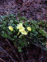Chrysomphalina grossula