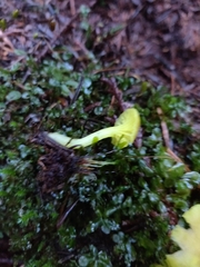Chrysomphalina grossula