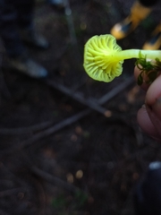 Chrysomphalina grossula
