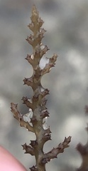 Acanthophora spicifera