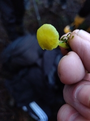 Chrysomphalina grossula