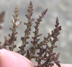 Acanthophora spicifera