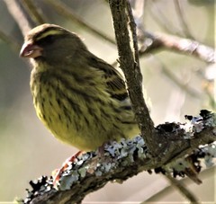 Crithagra scotops umbrosa