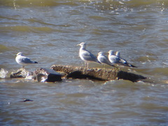 Larus argentatus