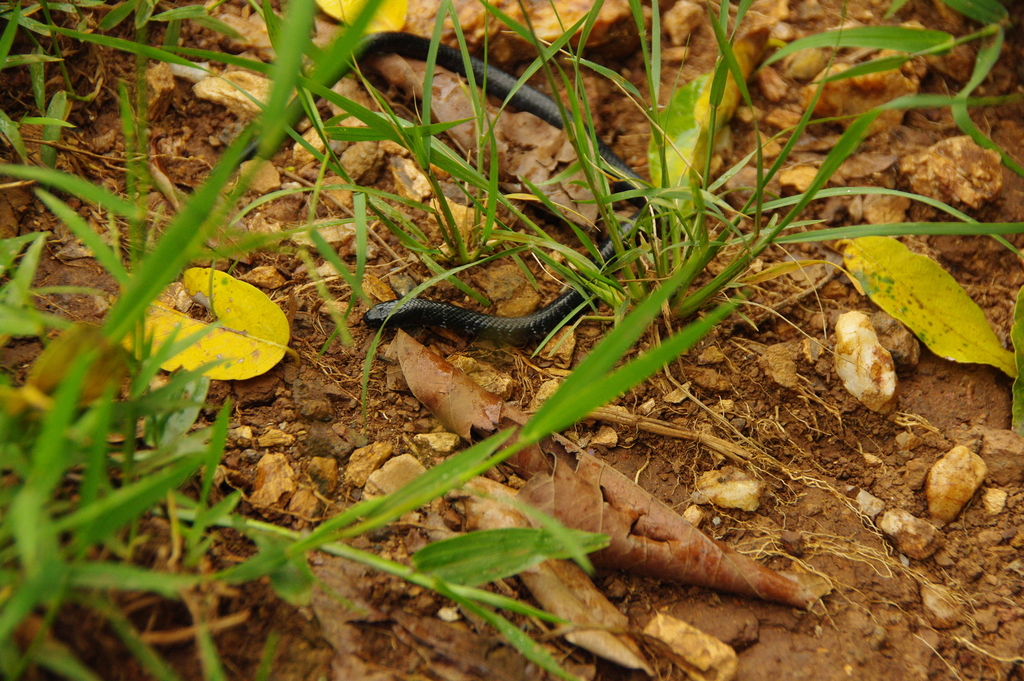 East African Garter Snake (Elapsoidea loveridgei)