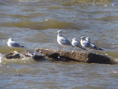 Larus argentatus