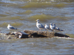 Larus argentatus