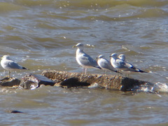 Larus argentatus
