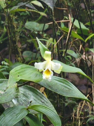 Sobralia macrophylla, photograph 1
