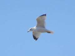 Larus delawarensis