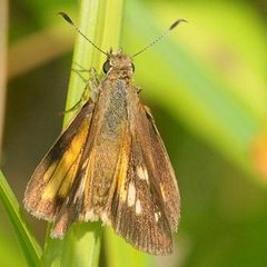 Poanes viator zizaniae