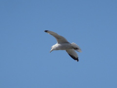 Larus delawarensis