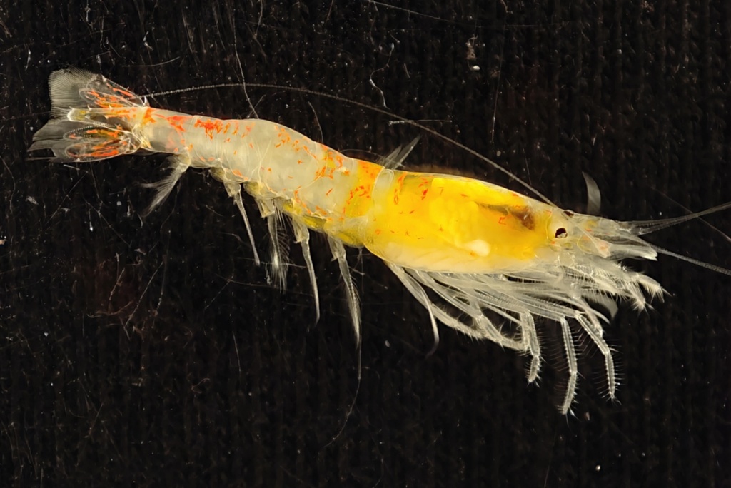 Procaridoid Shrimps