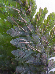 Abrodictyum elongatum