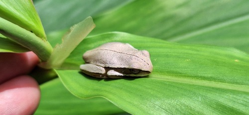 Montevideo Tree Frog