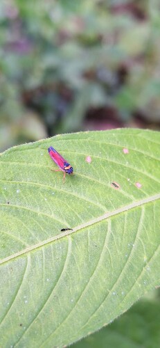 Erythrogonia separata