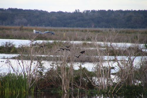 iNaturalist: (c) Steve Ansell, some rights reserved (CC BY-NC), uploaded by Steve Ansell iNaturalist image