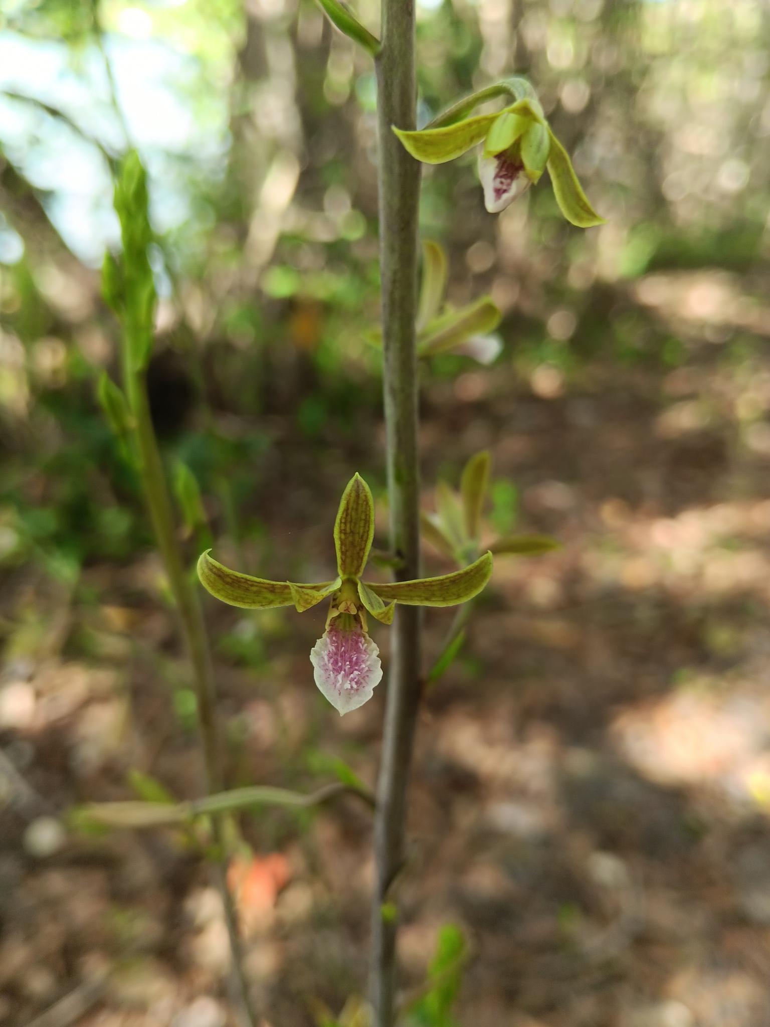 Imagem de Eulophia graminea