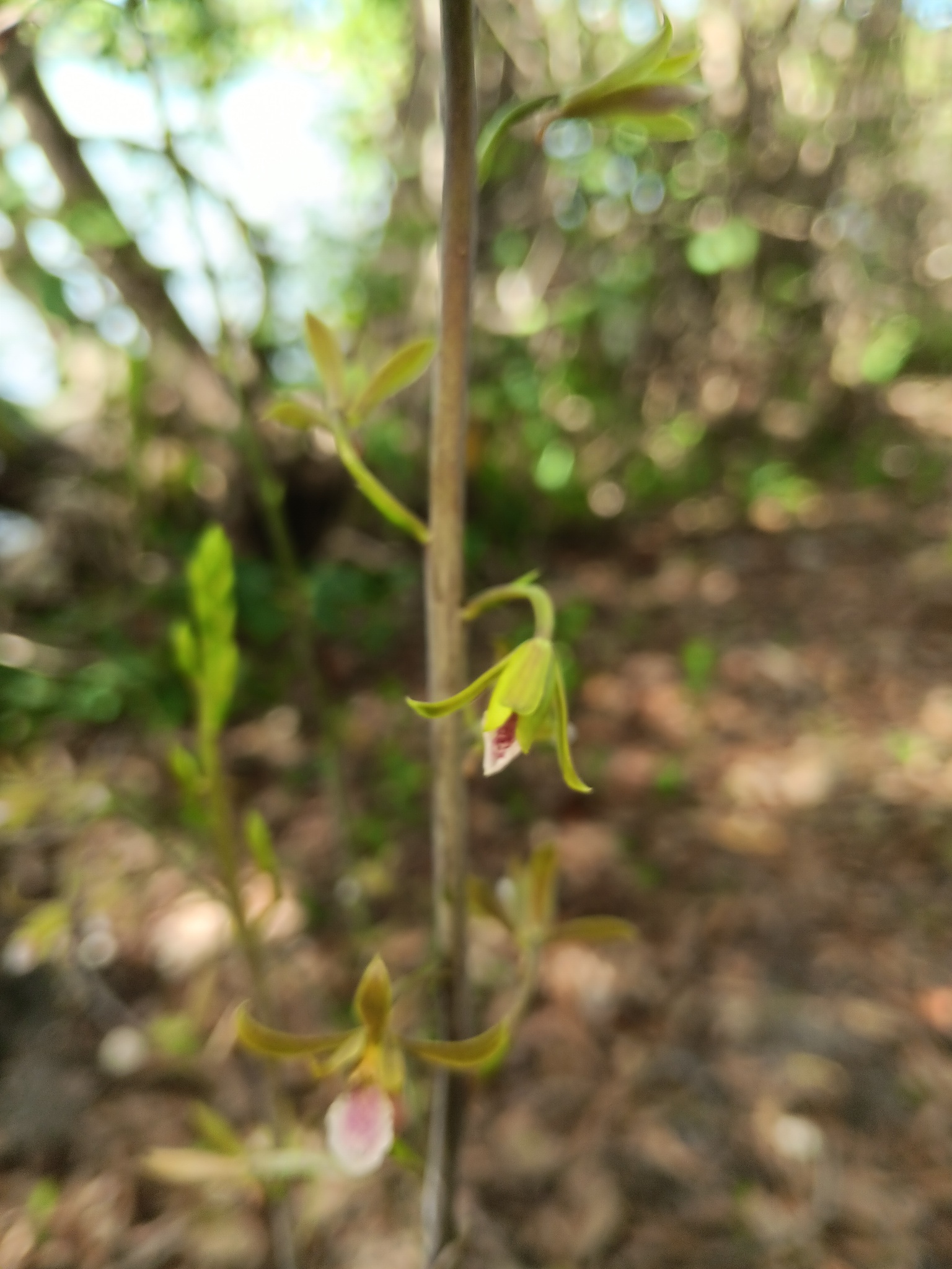 Imagem de Eulophia graminea