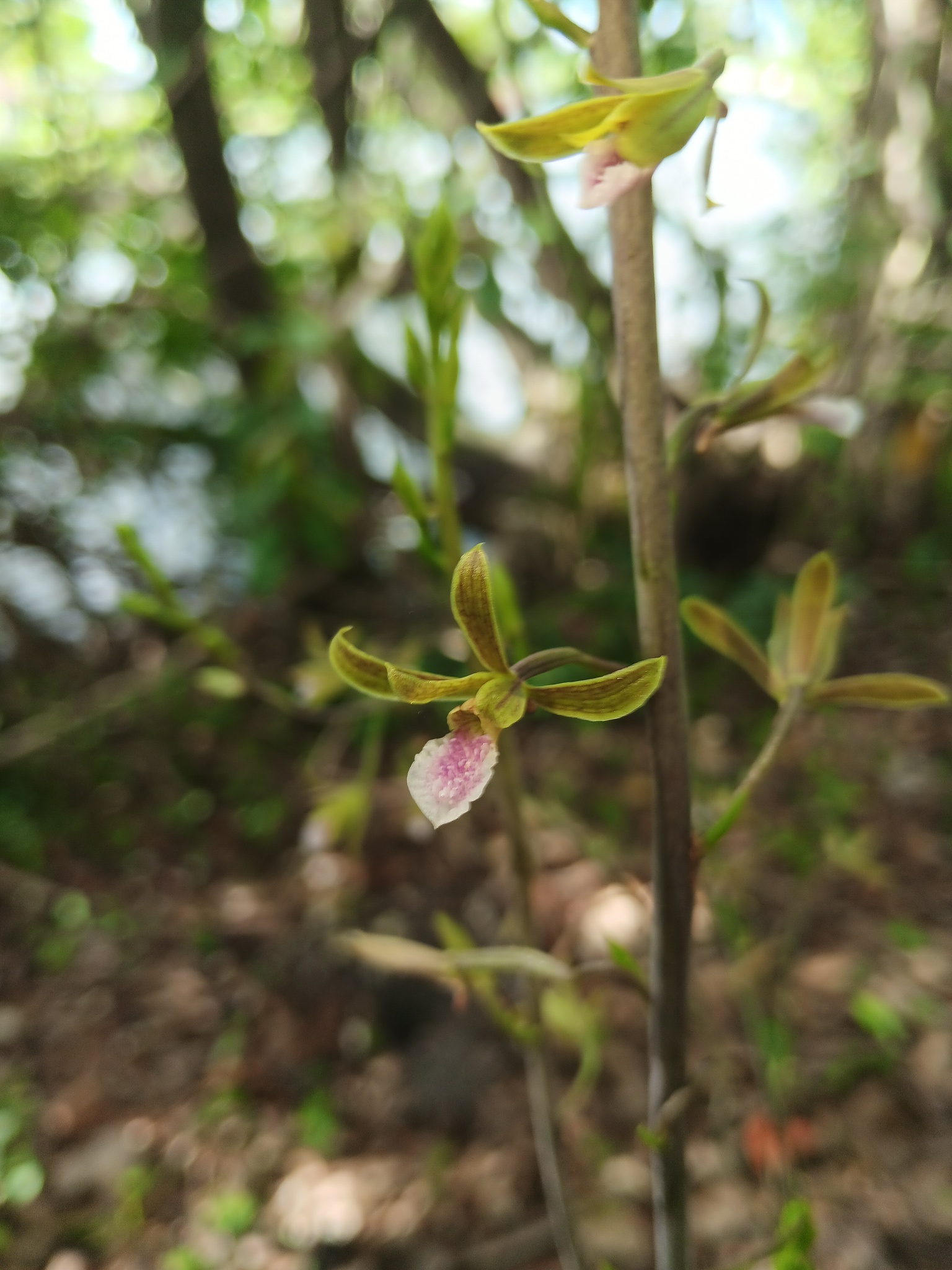 Imagem de Eulophia graminea