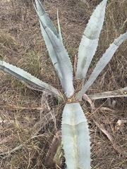 Agave salmiana