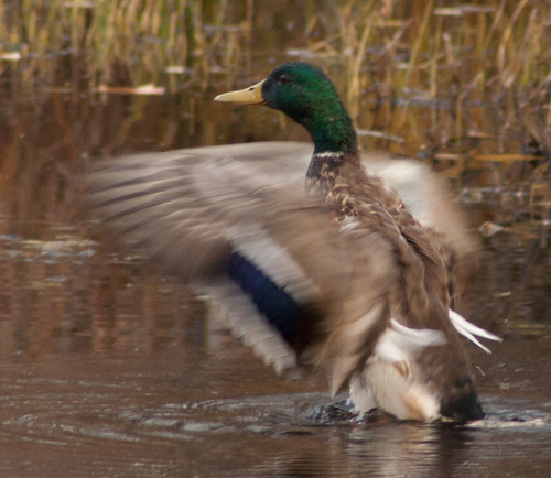 Mallard photographed in Alaska