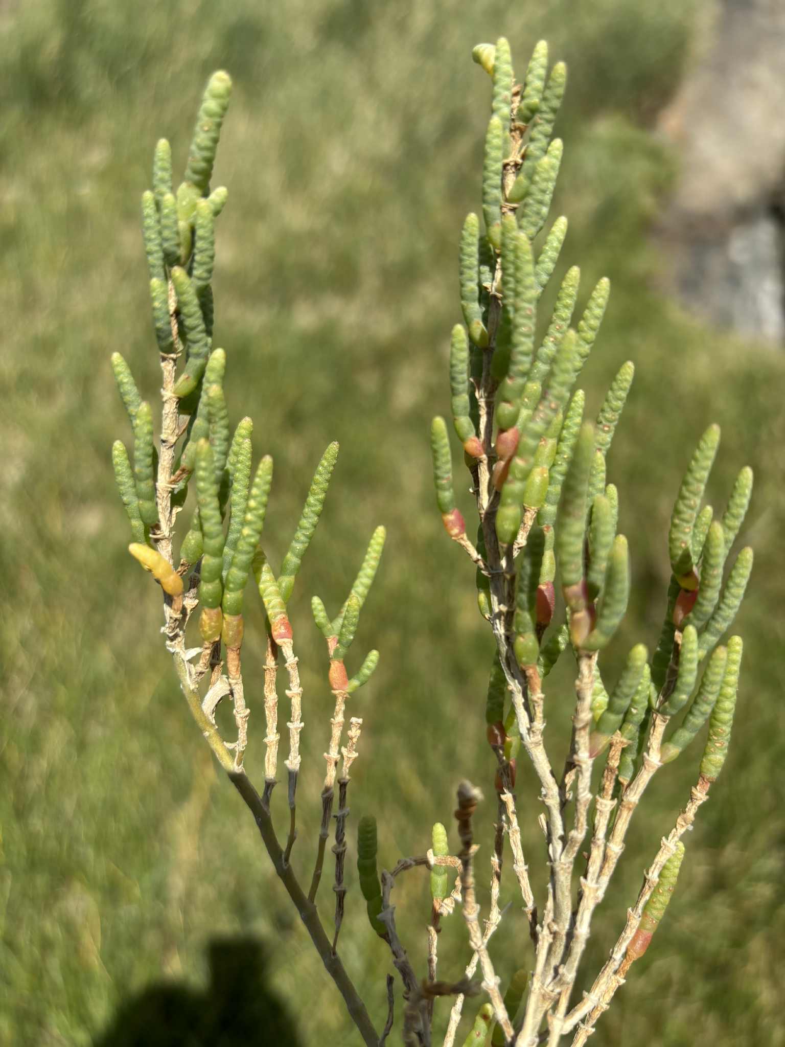 Sea asparagus