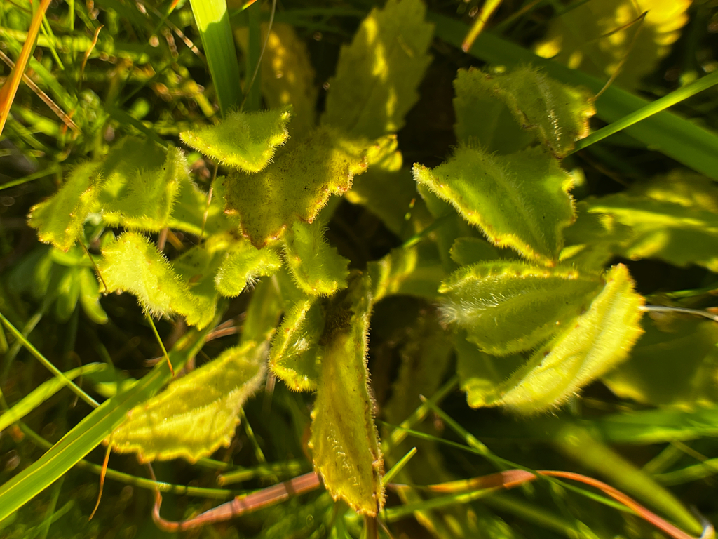 Senecio selloi; photograph (c) Catriona Hays Howson, some rights reserved (CC BY)