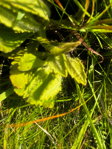 Senecio selloi, photograph 2