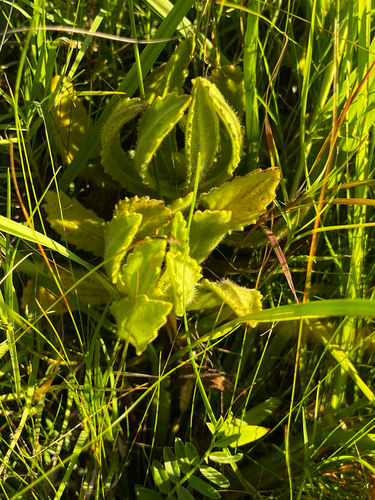Senecio selloi, photograph 1