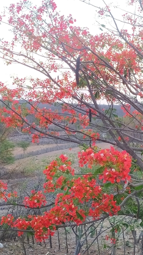 Flamboyant