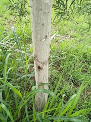 Juliflorae