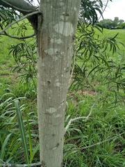 Juliflorae