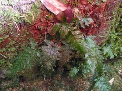 Abrodictyum elongatum